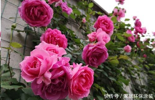 浇水|月季长势越来越差，多半是4件事没做好，及时纠正开出层叠群花