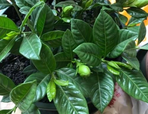 日常盆栽栀子花，满足3点要求，花朵可持久散发清香、制成花茶