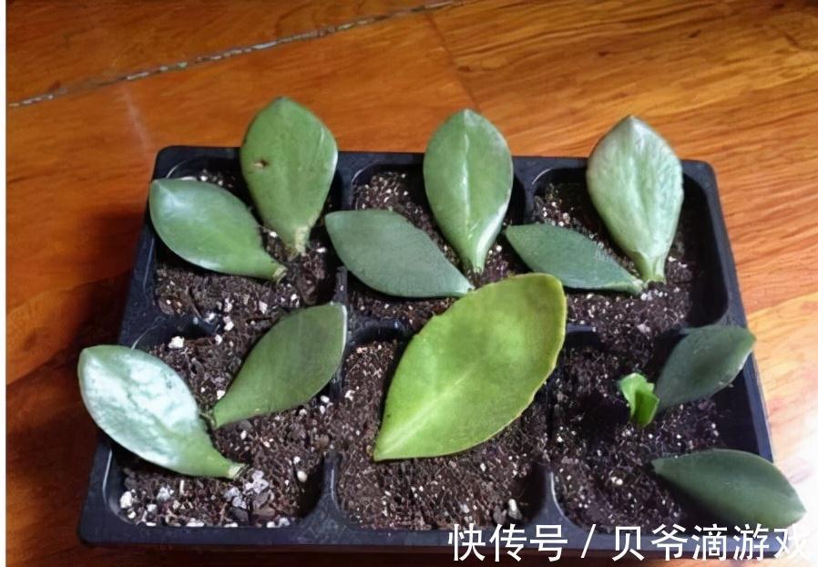 光照|冬天养玉树,注意好这3个步骤,新叶蹭蹭冒,花朵开不停