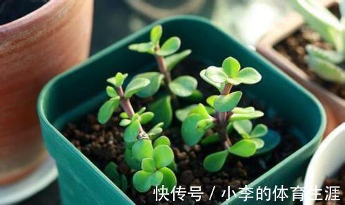 枝条|金枝玉叶的扦插手法,不仅生根很快,而且成活率也很高