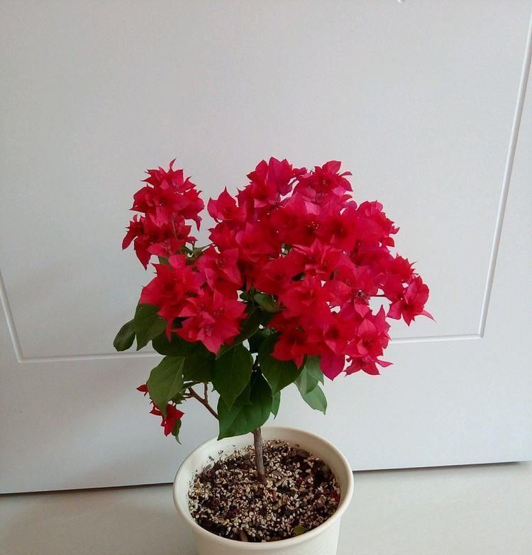 玫瑰|比起喜欢玫瑰,养花盆的“精品玫瑰”卡罗来纳,像火花一样红润明亮的爱