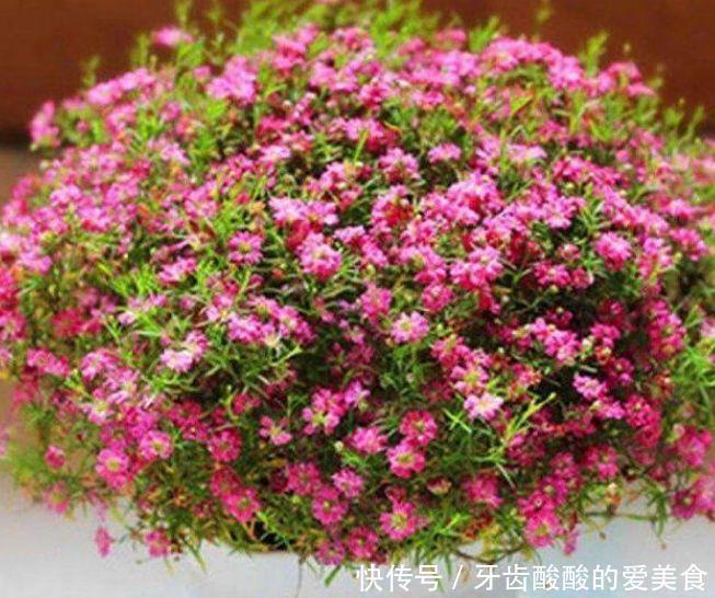 4种花是爆盆能手,好养易活,春天必须来一盆,个个开花大