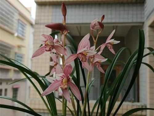 花友们|老花农养兰花,只用1种植料,易生根好栽种浇水方便