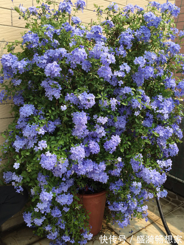 叶片|5种“漂亮花”,从来不生虫,家里干净卫生,花开不断,真省心