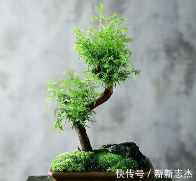 漂亮|石缝墙角都有的这玩意,带回家种花盆里,养成漂亮盆景!