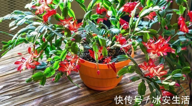 蟹爪兰|入秋扦插6种花,7天就生大白根,告别黑腐烂,花开量大