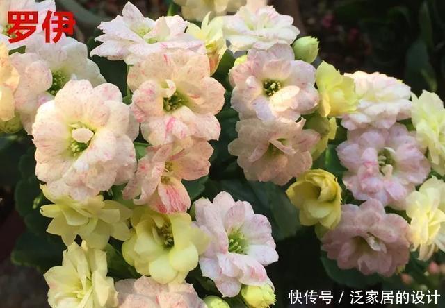 花友们,这花越养越上瘾,入坑成了品种控,家里开成花海洋
