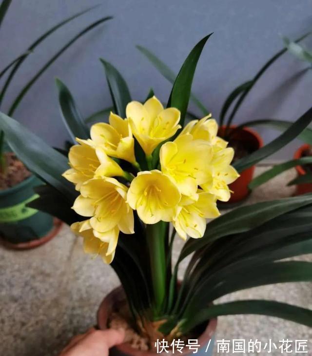 满盆|养长寿花君子兰蟹爪兰，做好“二大一勤”，枝繁叶茂，花开满盆