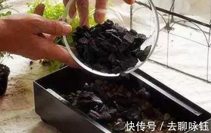 花卉|此3种黑东西, 蛮多人都见过, 殊不知是养花神器, 养啥旺啥