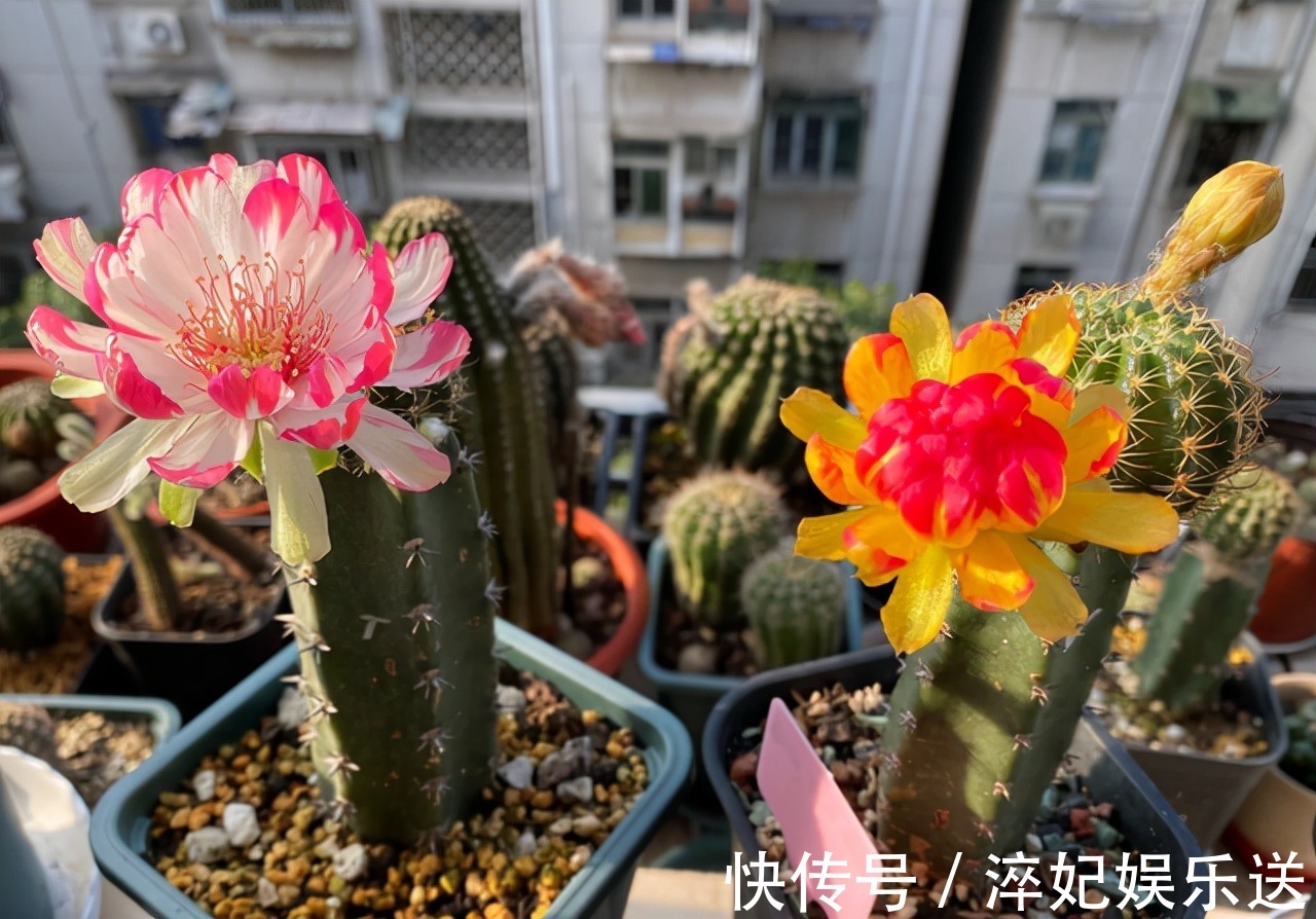 养花|奶奶对我说卧室别养5类花,仔细想想,不是迷信,而是真的有道理