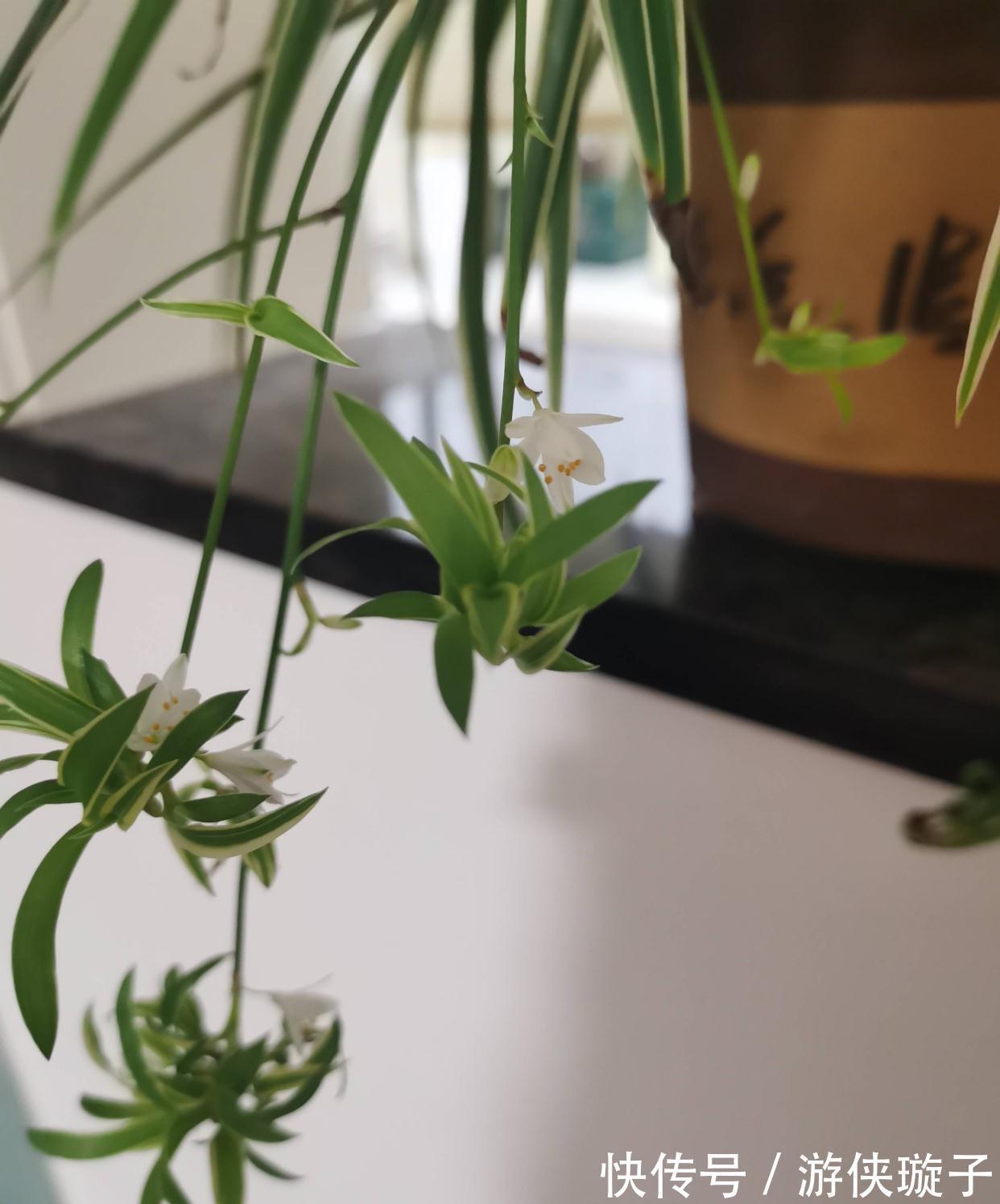 冬季|吊兰的冬季养护,有2点要注意,叶更绿更多更美观、郁郁葱葱