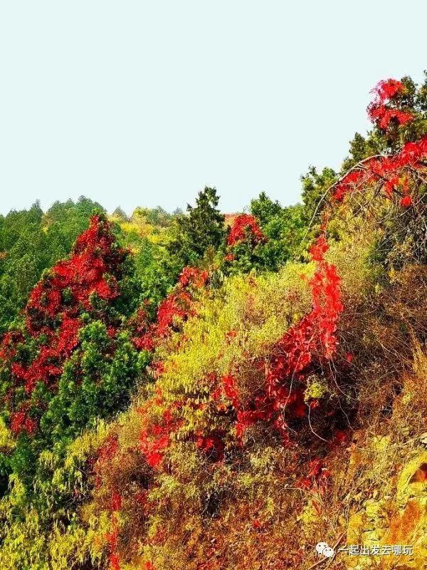 二日游|老君山，追梦谷赏秋二日游