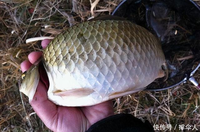 水草|一提冬钓,我只喜欢用这方法对付鲫鱼---皇禾钓具