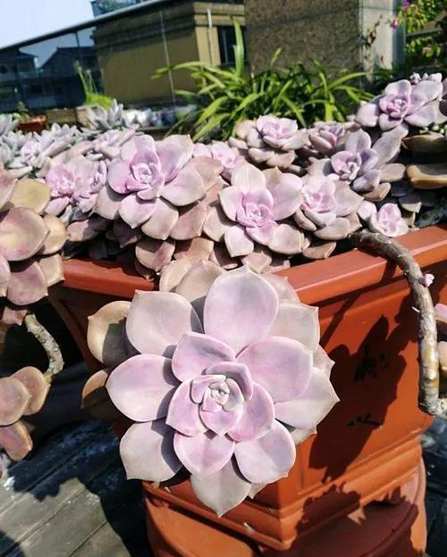 此款多肉植物,好养又贵气,易爆头长成小老桩,养花大神都爱养!