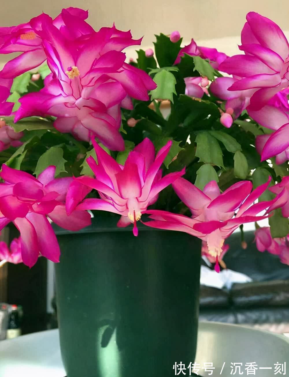 蟹爪兰|真假蟹爪兰,十有八九会认错,“嫁给”仙人掌后,统统开成花大树