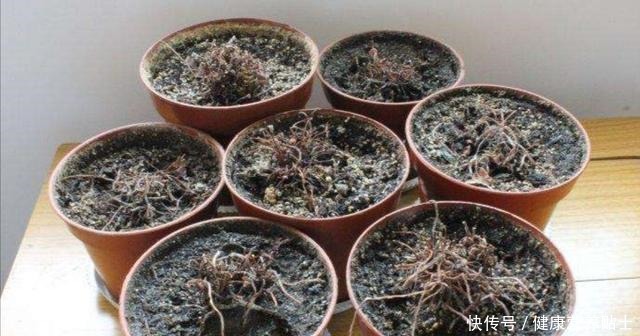 仙客来不用年年买,开完花后做好4个“步骤”,还能再次长叶开花!