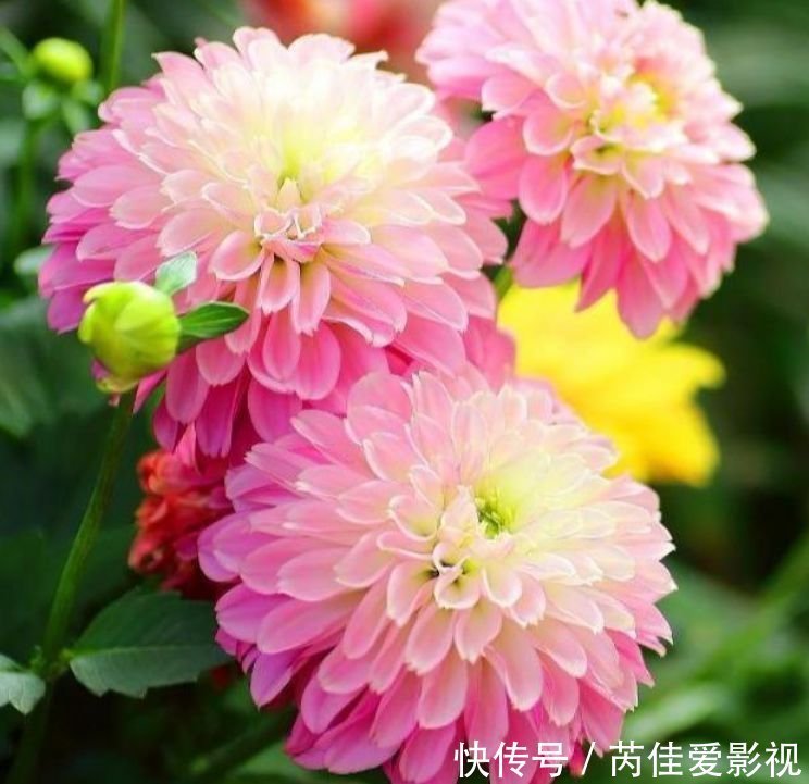 养花就养4种花，家里养一盆，花色鲜艳，适合种在庭院观赏