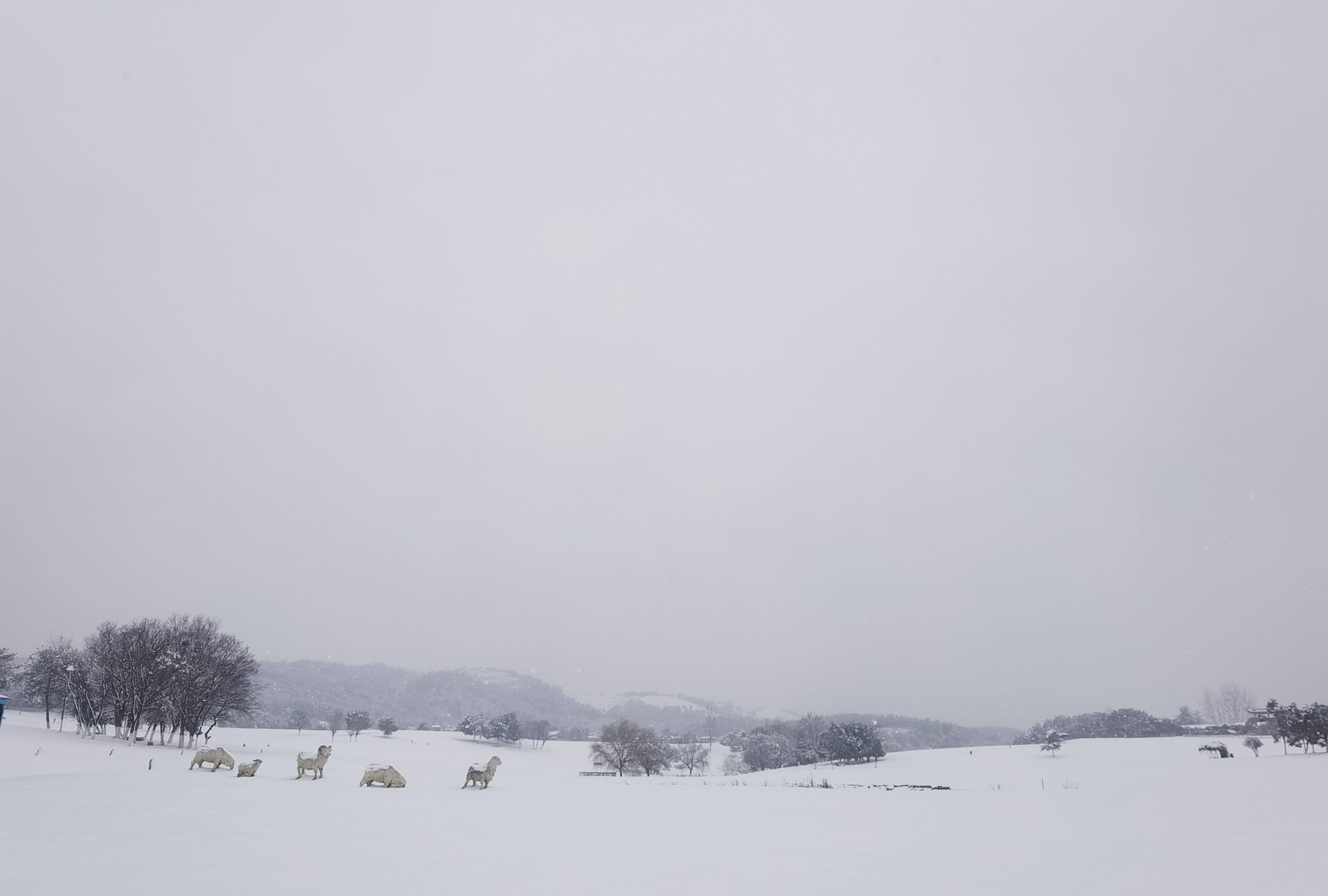 虎年|登高、赏花、打雪仗……来解锁虎年的N种“赏雪姿势”