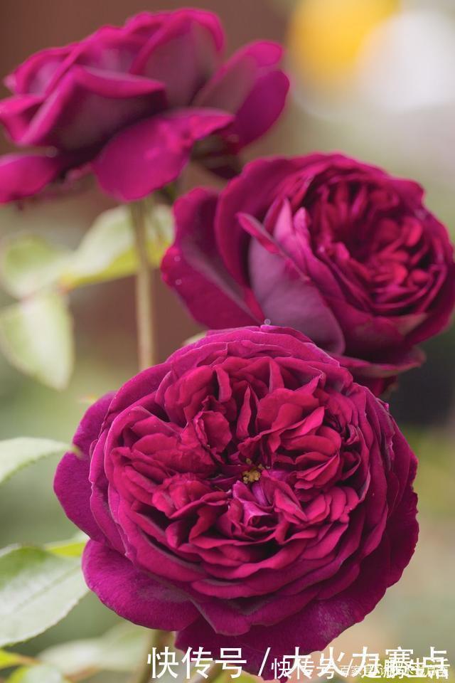 25款勤花又好养的月季品种推荐。新手一定要来一颗,盆栽地栽都行