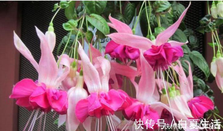 茶花|漂亮的4种花，家里充满色彩感，阳台变成“小花园”！