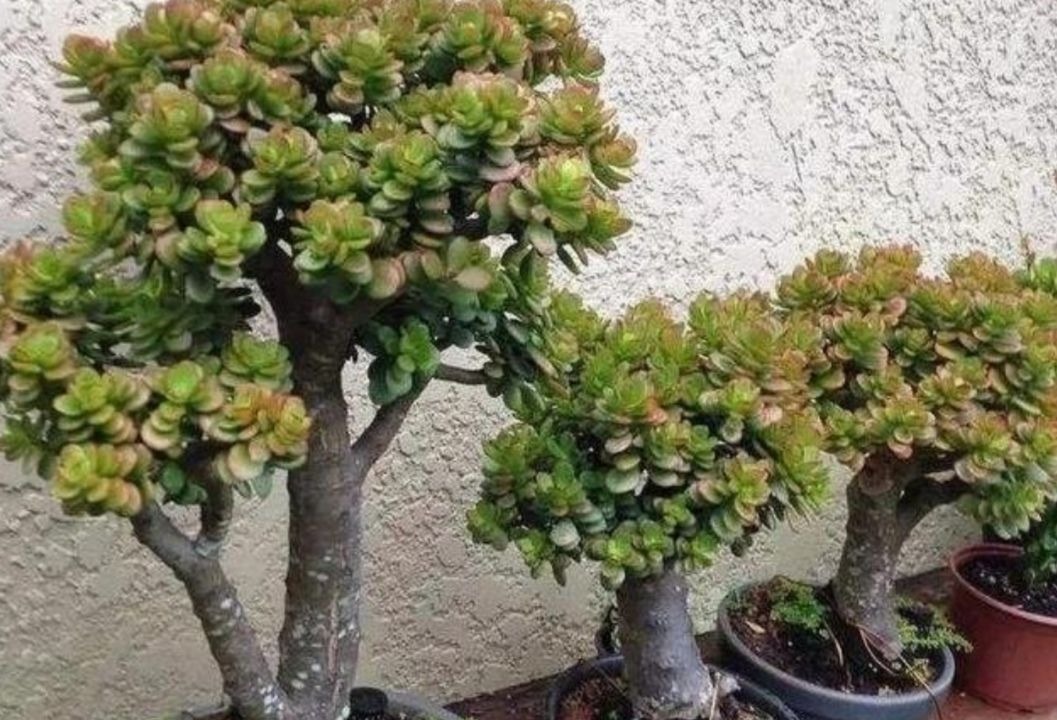 2种植物长得快,三五年养成老桩,越养越值钱