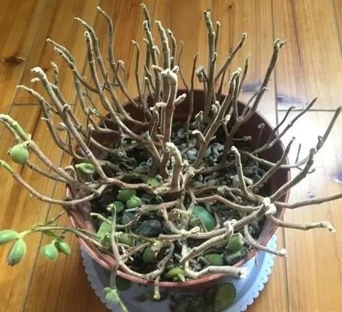 养花叶子掉光了，只剩光杆，如何挽救？