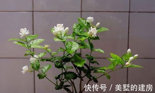 想让茉莉养得好，看完这些就够了