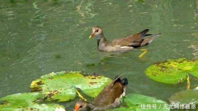 为何随便挖个水坑,时间久了就会有鱼?其实原理一说就明白