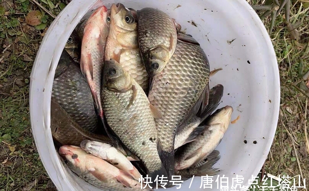 大板鲫|冬季钓鱼，这种钓法有5大优势，大板鲫一钓一个准，秒杀其他钓法