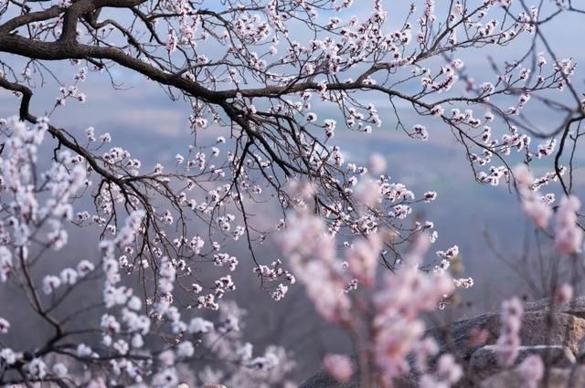 杏花|背靠五莲山！久负赏花盛名，今日一见确实惊叹