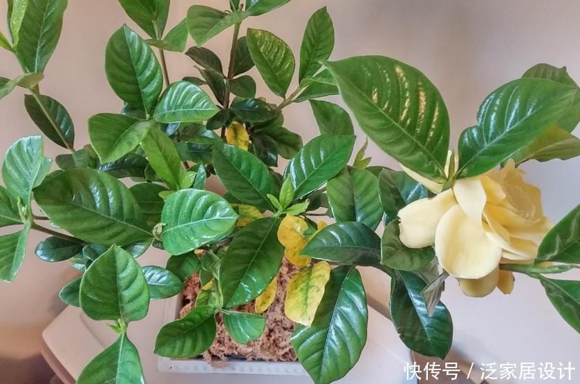 光照|栀子花其实不难养,盆栽注意3点,叶子油绿开花勤