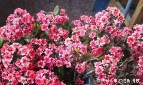 苏子籽|想要植物长得好，一种花肥炒一炒，养花盆底垫一些，3年不用施肥