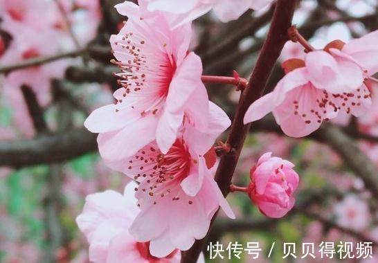 花香在世界排名前三的花,闻一闻精神百倍,你家有养么