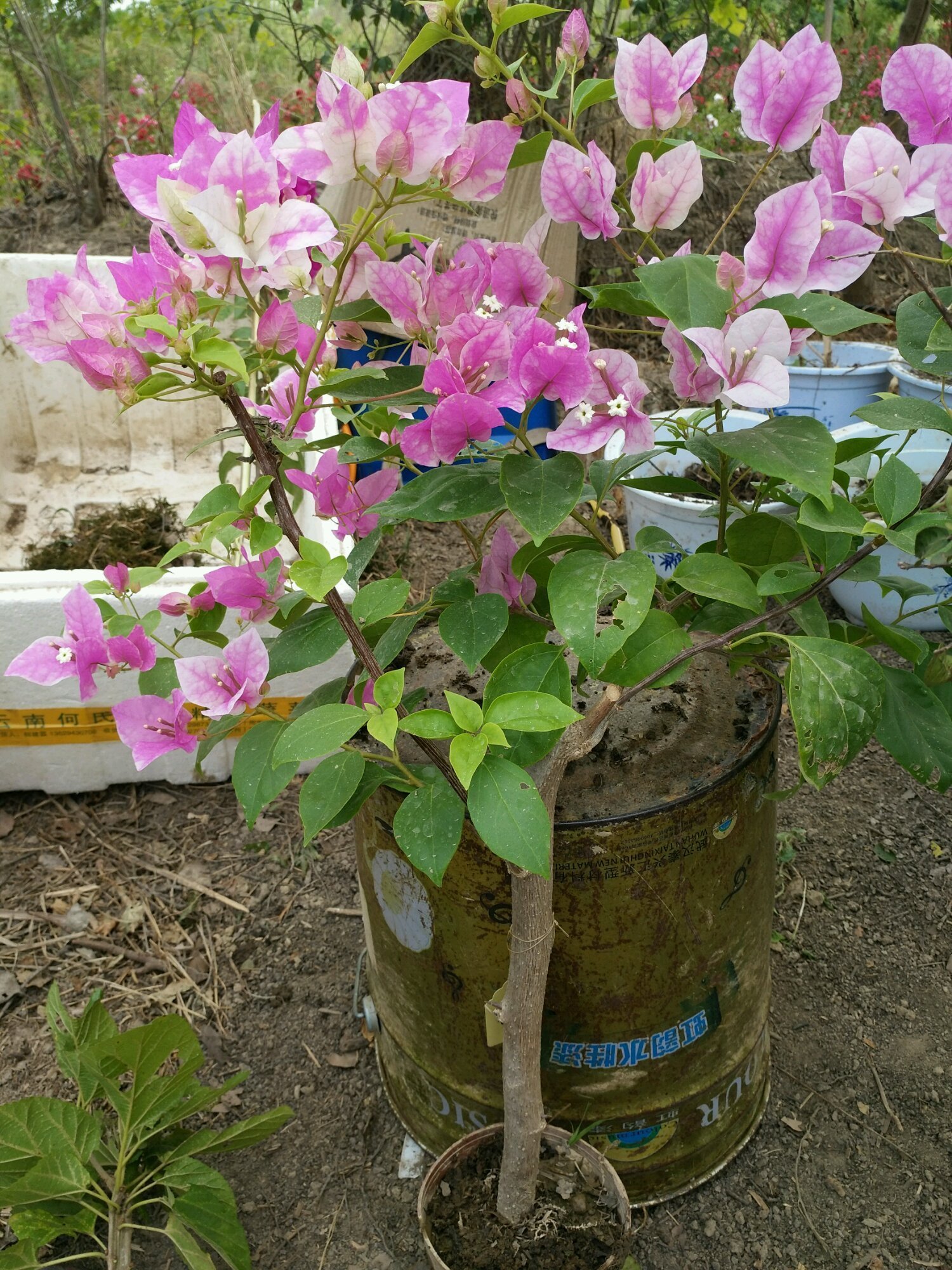 三角梅控水后还是开花少又少只需一妙招,一个星期开花爆盆