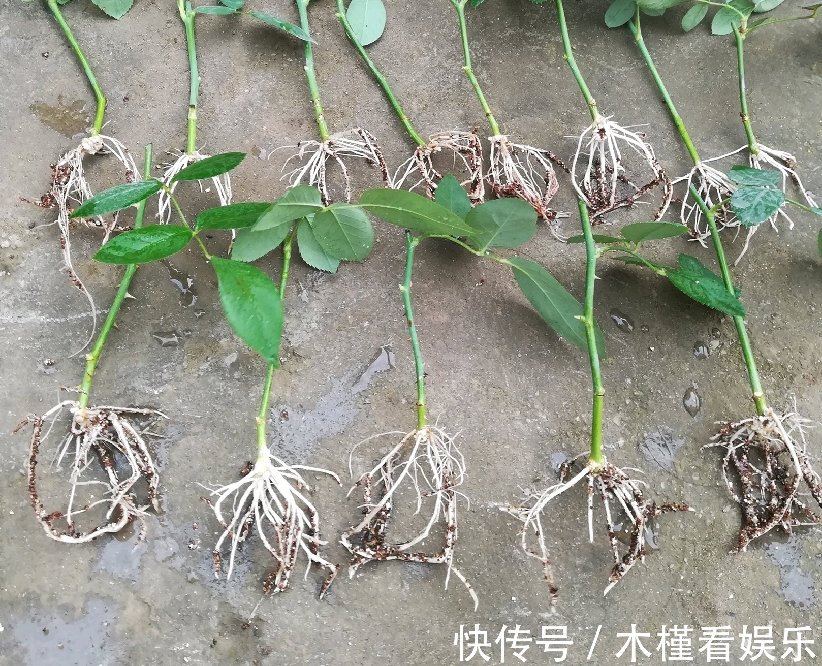 营养|月季扦插的弱苗怎样养壮实营养是关键,光照不能少,养根是基本