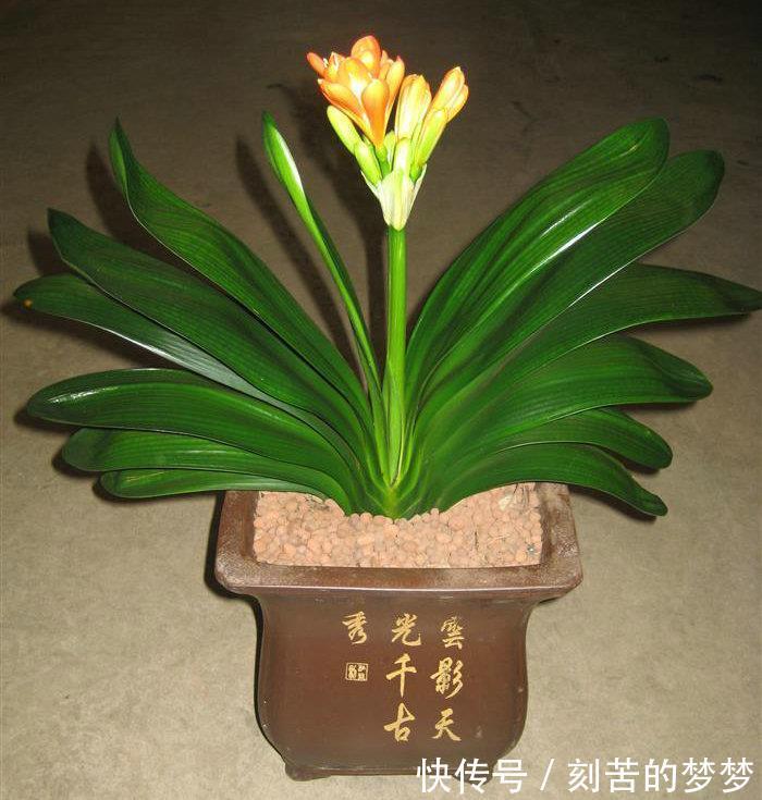 初秋养君子兰,几个错误不要犯,你注意了吗