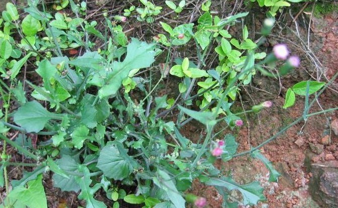 农村常见的一种野草，人称“羊蹄草”，味道似茼蒿，很美味