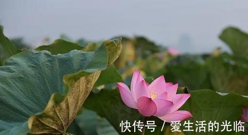 金牛|下周，花开枝头，全力挽回，没有结局，喜鹊归巢，打动前任