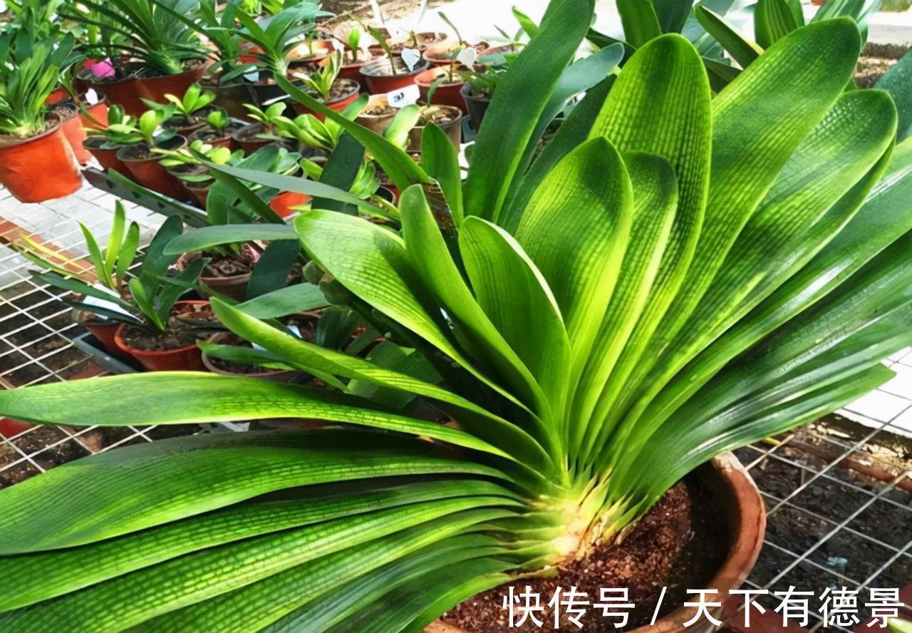 想要“养好”君子兰，建议改掉“3个坏习惯”，做对2件事