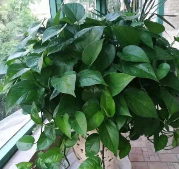 养分|绿萝长出这种枝，看到就赶紧剪，不剪，很难养爆盆