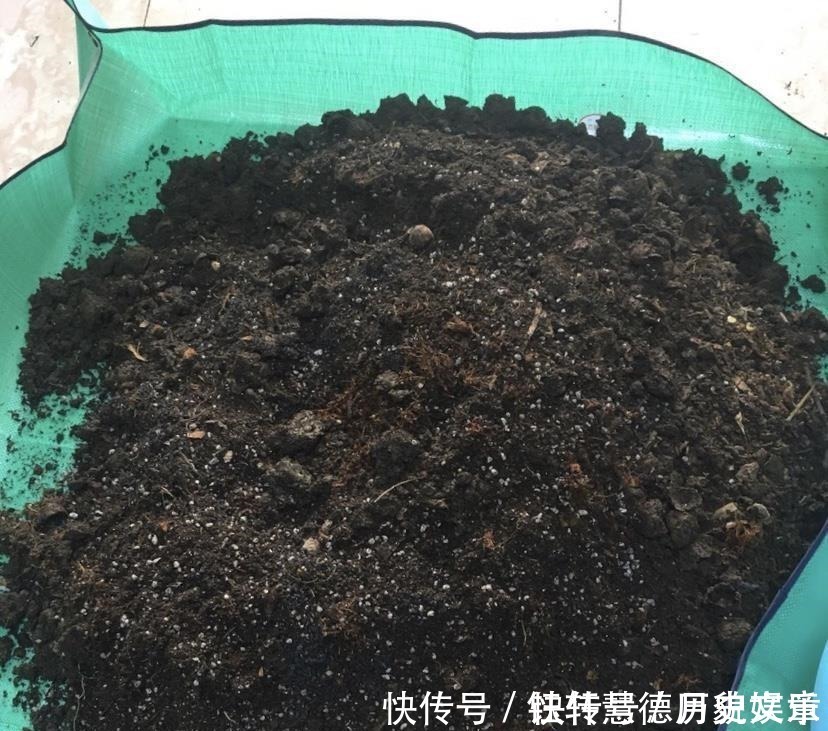 爆盆|户外挖“2种土”养花,君子兰长得像“大白菜”,茉莉花“爆盆”