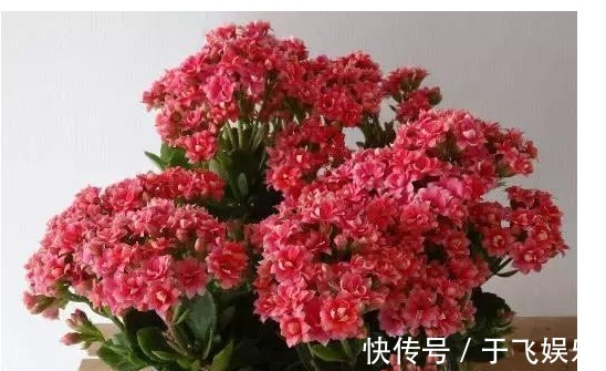 给长寿花它带个“帽子”，开出来的花又大又艳，漂亮极了！