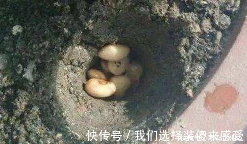 君子兰|用2个方法,将黄豆处理一下,就是“花卉氮肥”,养啥都旺!