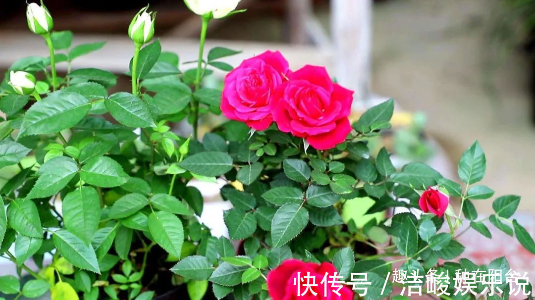 台友们|揭开月季、玫瑰与欧月身世之谜,选花多、貌美、香气浓的来栽种