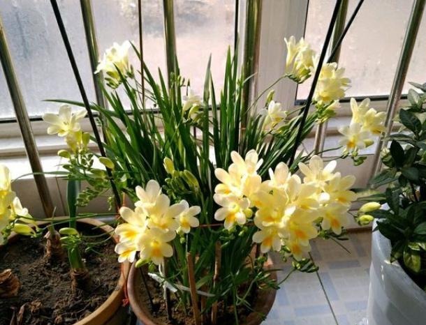 香雪兰|闺蜜到我家,发现一种花,爱上了它,15元买一盆,那叫一个“香”