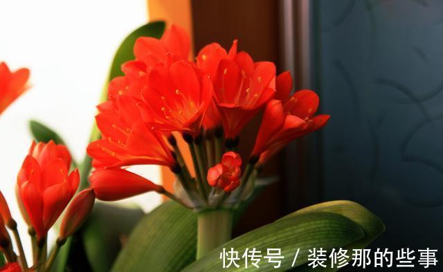 休眠期|夏季养殖君子兰，环境不同，浇水方式不一样，可别做错了