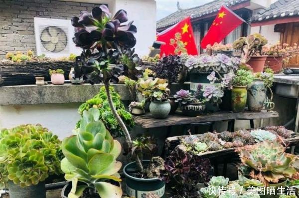 她养多肉,专选“大普货”,养成独特“怪老桩”,大家都夸赞!