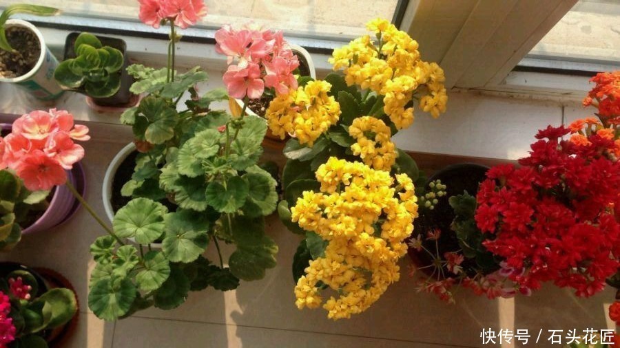 扦插长寿花,记住“选对”3种东西,生根快、长得旺