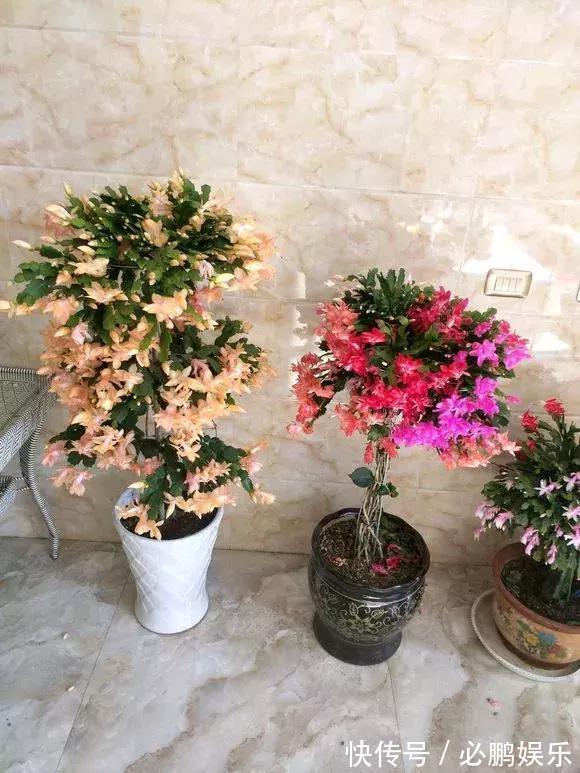 黄大刺|蟹爪兰嫁接1种枝条,花量暴增上百朵,开成大花树,还不烂根!