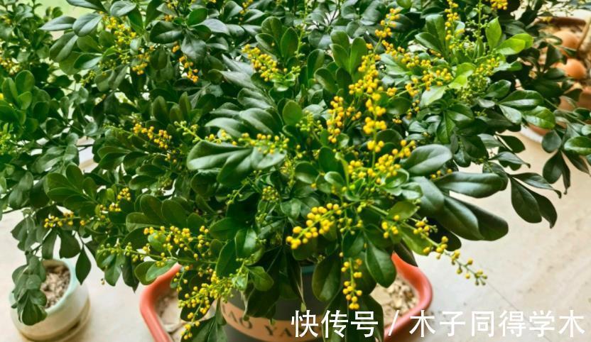 花友们|这4点打理好，阳台盆栽米兰，小小黄花一年四季挂满枝头